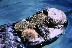 Food Web - Sea Otter